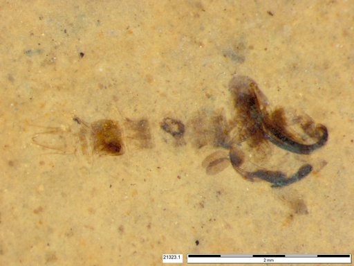 Chaoboridae
