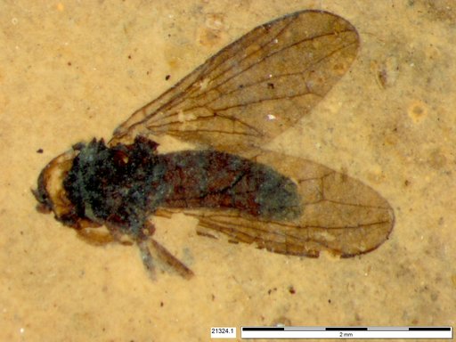 Diptera