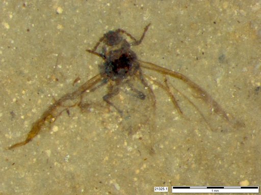 Aphididae