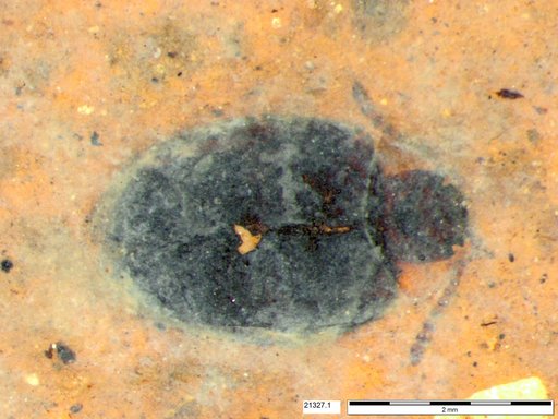 Chrysomelidae