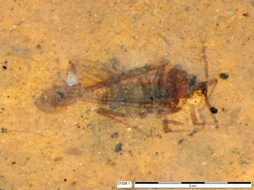 Insecta