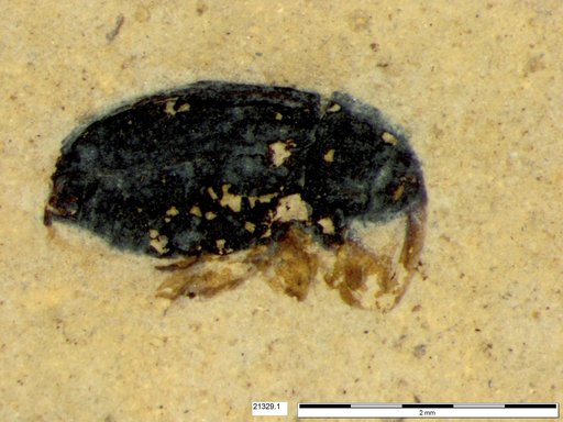 Genus sp
