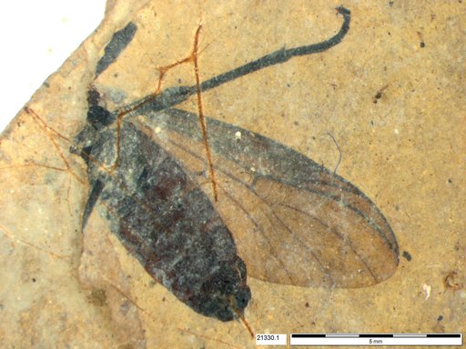 Genus sp