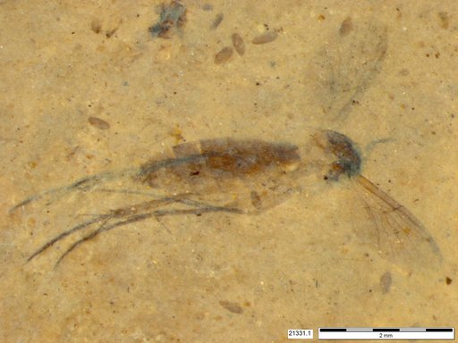 Mycetophilidae