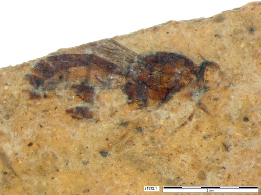 Diptera