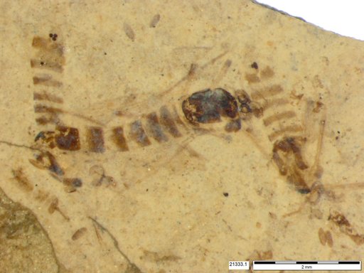 Chaoboridae