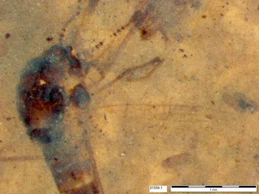 Chaoboridae