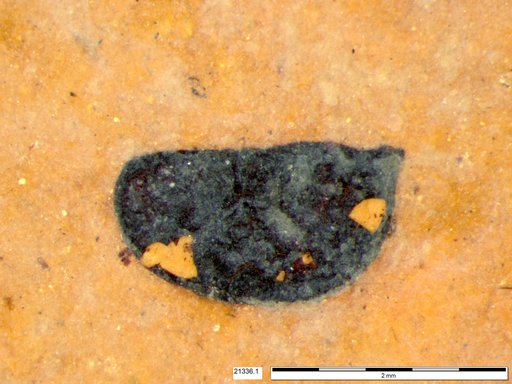 Tracheophyta