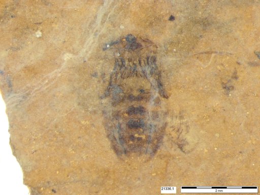 Corixidae