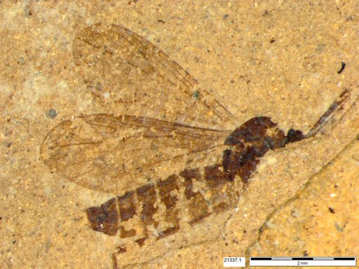 Diptera