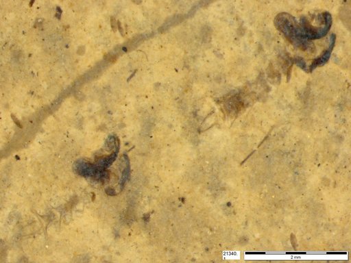 Chaoboridae