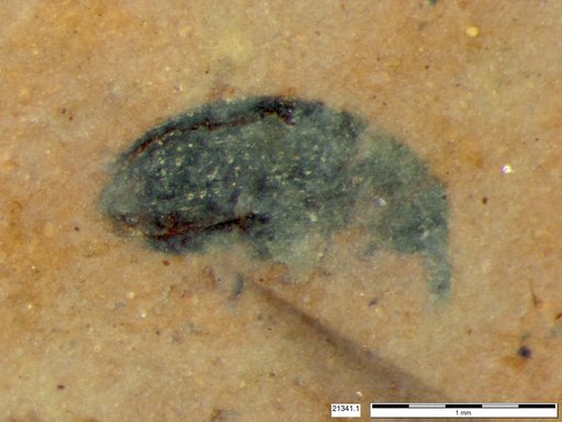 Genus sp