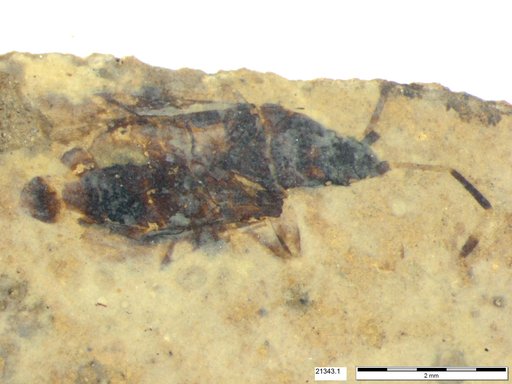 Genus sp
