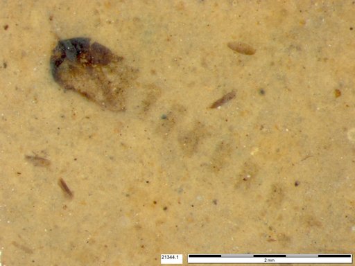 Diptera