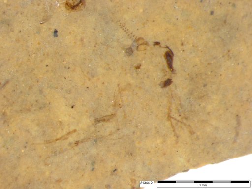 Chaoboridae