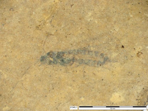 Genus sp