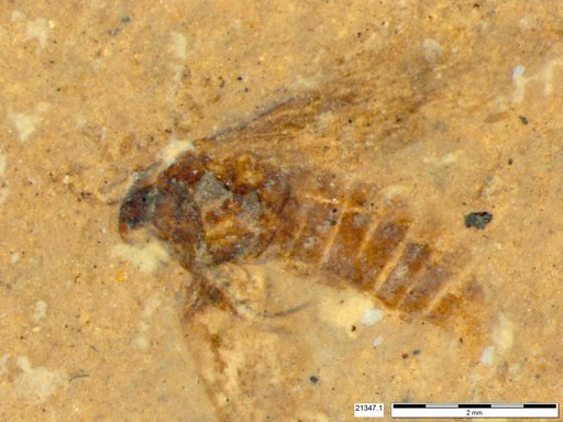 Genus sp