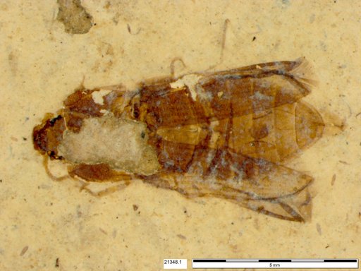 Elateridae