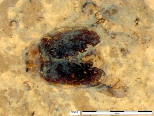 Chrysomelidae