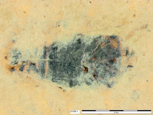 Genus sp