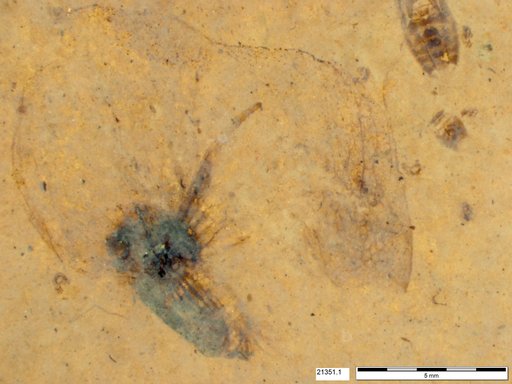 Tracheophyta