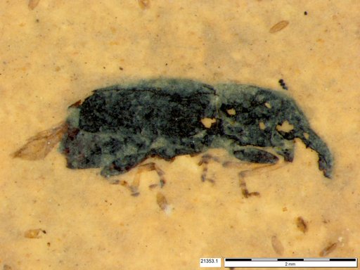 Genus sp