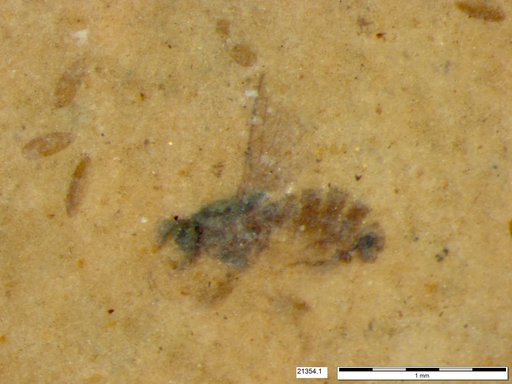 Diptera