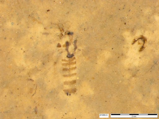 Chaoboridae