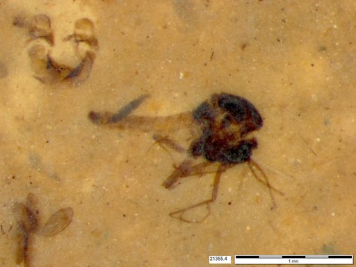 Diptera