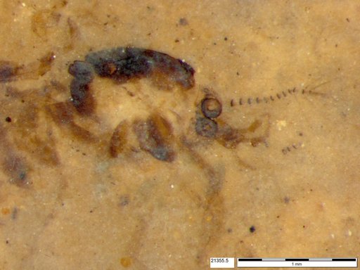 Chaoboridae