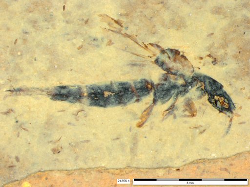 Genus sp