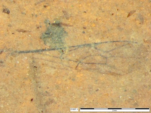 Ichneumonidae