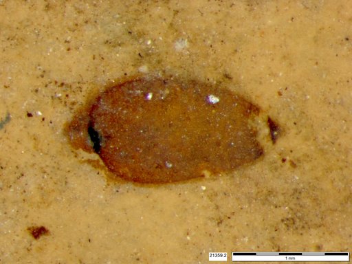 Tracheophyta