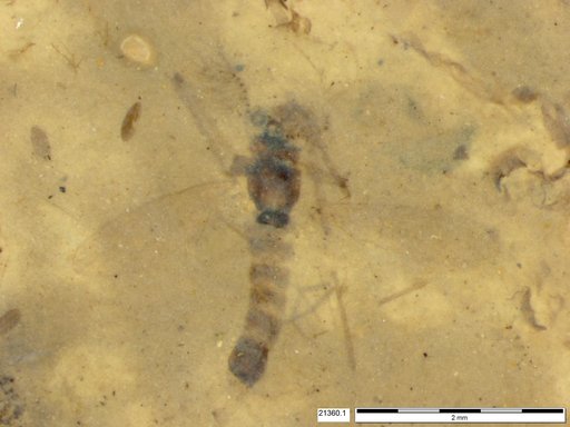 Chaoboridae
