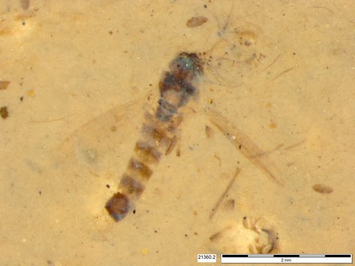 Chaoboridae