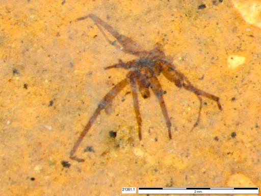 Genus sp