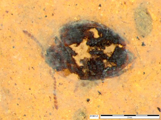 Chrysomelidae