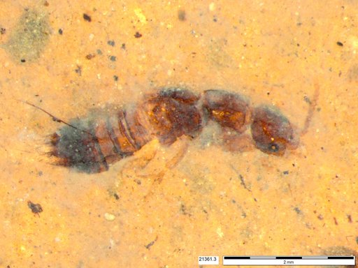 Genus sp