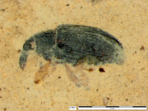 Genus sp