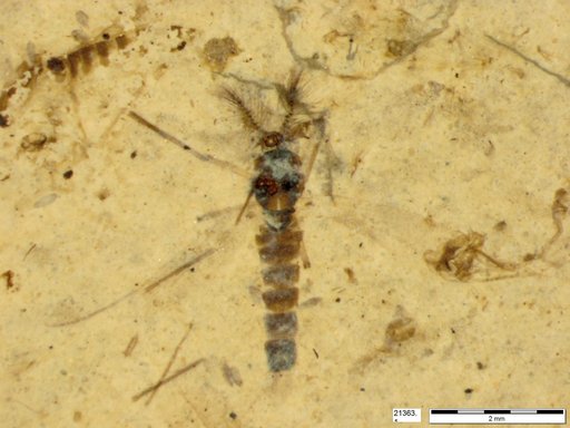 Chaoboridae