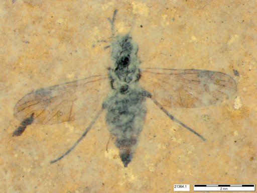 Diptera