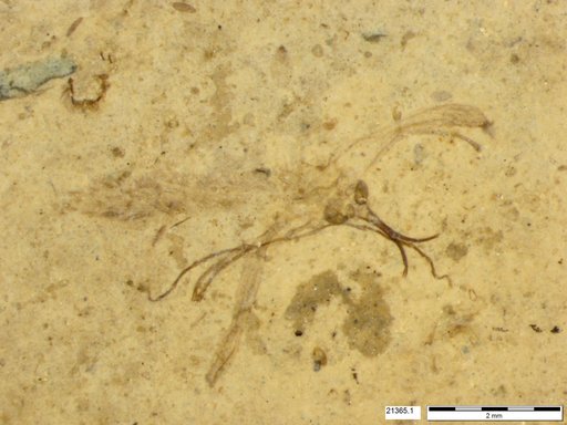 Diptera