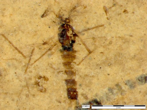 Chaoboridae