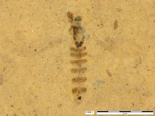 Chaoboridae