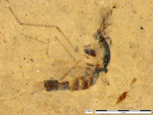 Chaoboridae