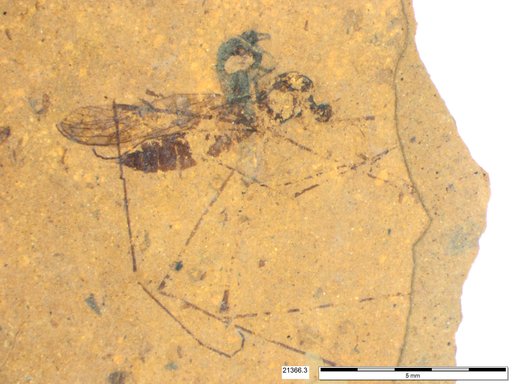 Diptera