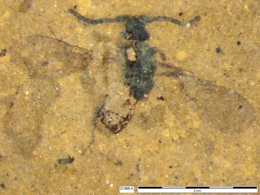 Diapriidae