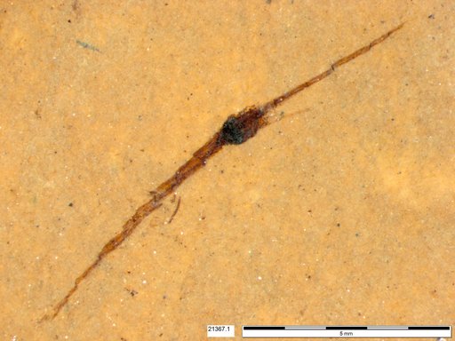 Tracheophyta
