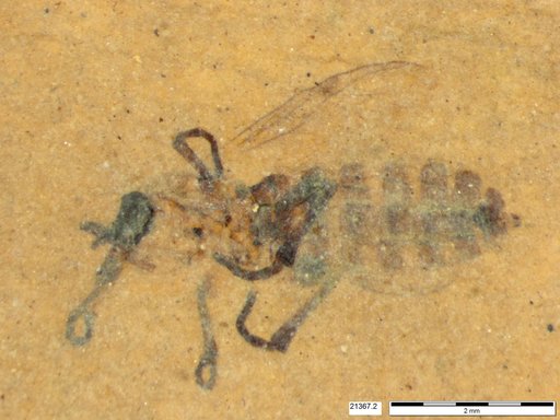 Genus sp