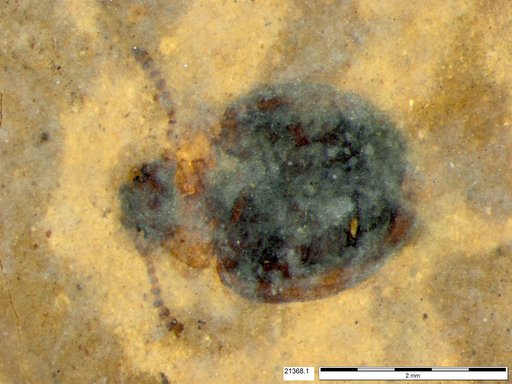 Chrysomelidae